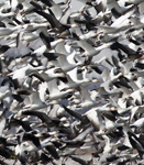 Snow Geese 6387